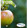 EPSON ENCRE T129 N+3CL EASYMAIL