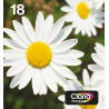 EPSON ENCRE T1806 6CL EASYMAIL